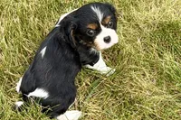 Iris , a female Cavalier King Charles Spaniel for sale in Sturgis, MI – 3 of 9