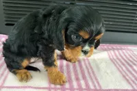 Monica, a female Cavalier King Charles Spaniel for sale in Sturgis, MI – 7 of 7