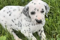 Lamar, a male Dalmatian for sale in Sturgis, MI – 7 of 10