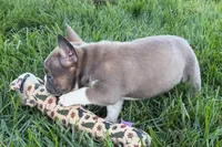 Job, a male Frenchton for sale in Sturgis, MI – 6 of 10