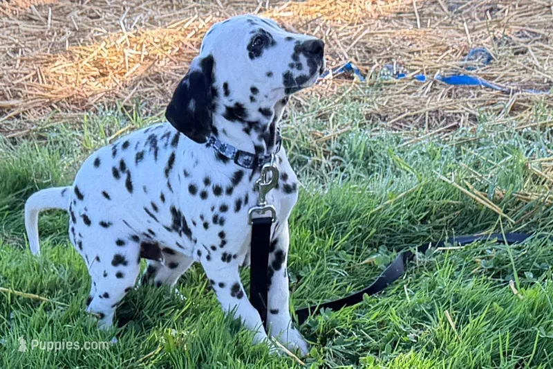 Lamar – Dalmatian puppy for sale in Sturgis, MI
