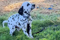Lamar, a male Dalmatian for sale in Sturgis, MI – 1 of 9