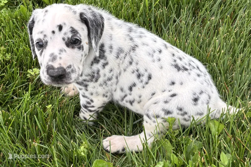 Leo – Dalmatian puppy for sale in Sturgis, MI