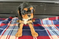 Mikey, a male Cavalier King Charles Spaniel for sale in Sturgis, MI – 4 of 9