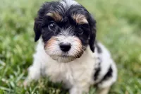 Frankie, a male Cavalier King Charles Spaniel and Poodle - Miniature  for sale in Sturgis, MI – 8 of 10