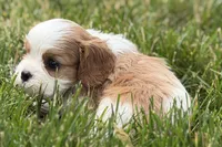 Hope , a female Cavalier King Charles Spaniel for sale in Sturgis, MI – 5 of 8