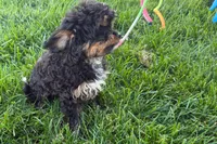 Nancy, a female Cavapoo for sale in Sturgis, MI – 7 of 7