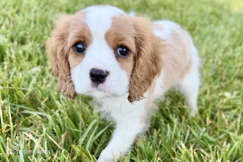 Remy – Cavalier King Charles Spaniel puppy for sale in Sturgis, MI