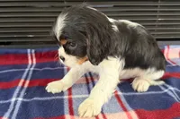 Mason, a male Cavalier King Charles Spaniel for sale in Sturgis, MI – 6 of 9