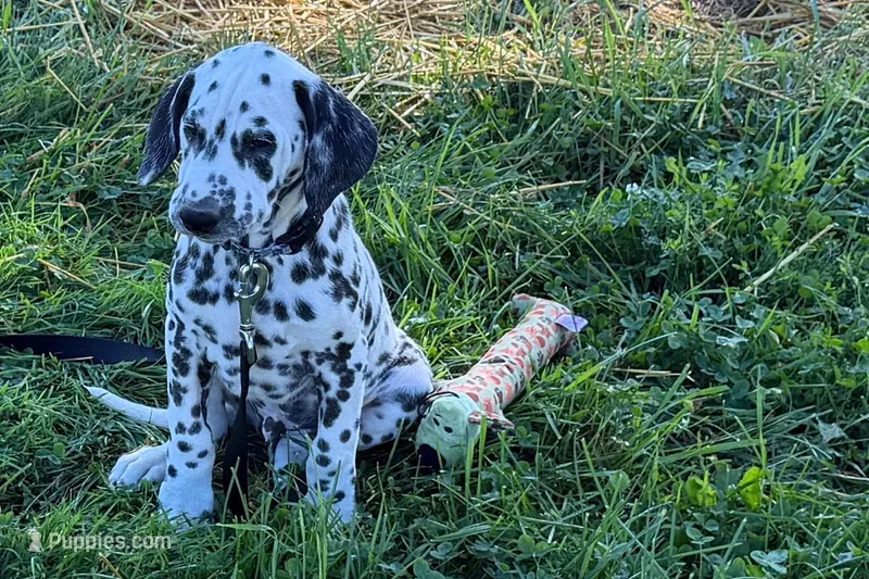 Lavon – Dalmatian puppy for sale in Sturgis, MI