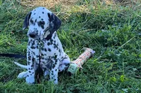 Lavon, a male Dalmatian for sale in Sturgis, MI – 1 of 10