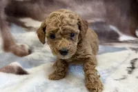 Odie, a male Poodle - Toy  for sale in Sturgis, MI – Photo 3 of 9