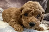 Odie, a male Poodle - Toy  for sale in Sturgis, MI – Photo 4 of 9
