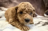 Odie, a male Poodle - Toy  for sale in Sturgis, MI – Photo 1 of 9