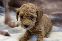 Odie, a male Poodle - Toy  for sale in Sturgis, MI – Photo 2 of 9
