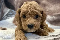 Odie, a male Poodle - Toy  for sale in Sturgis, MI – Photo 8 of 9