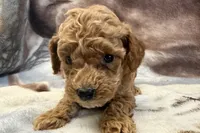 Odie, a male Poodle - Toy  for sale in Sturgis, MI – Photo 6 of 9