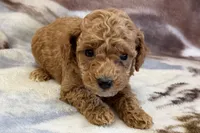 Odie, a male Poodle - Toy  for sale in Sturgis, MI – Photo 5 of 9
