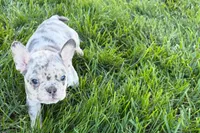 Jelly , a female Frenchton for sale in Sturgis, MI – 10 of 10