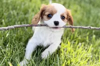 Ruby , a female Cavalier King Charles Spaniel for sale in Sturgis, MI – 7 of 7