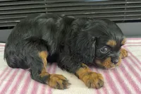 Maya, a female Cavalier King Charles Spaniel for sale in Sturgis, MI – 4 of 7