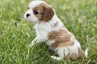 Hopper , a male Cavalier King Charles Spaniel for sale in Sturgis, MI – 3 of 10