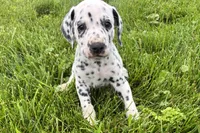 Levi, a male Dalmatian for sale in Sturgis, MI – 7 of 8