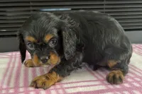 Maya, a female Cavalier King Charles Spaniel for sale in Sturgis, MI – 2 of 7