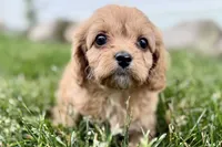 Falcon, a male Cavalier King Charles Spaniel and Poodle - Miniature  for sale in Sturgis, MI – 9 of 10