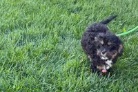 Nora , a female Cavapoo for sale in Sturgis, MI – 4 of 10