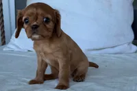 Stacy , a female Cavalier King Charles Spaniel for sale in Sturgis, MI – 5 of 8