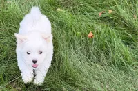 Oscar, a male Maltese for sale in Sturgis, MI – 10 of 10