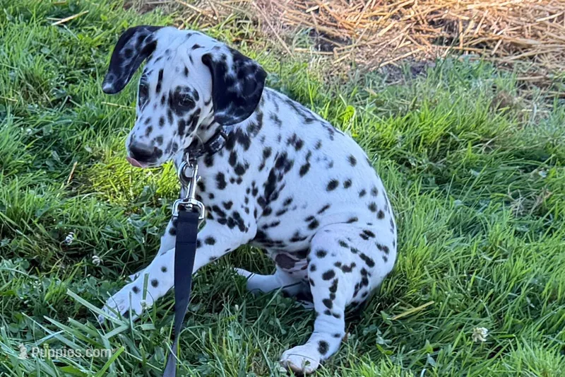 Levi – Dalmatian puppy for sale in Sturgis, MI