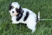 North, a male Cavapoo for sale in Sturgis, MI – 4 of 10