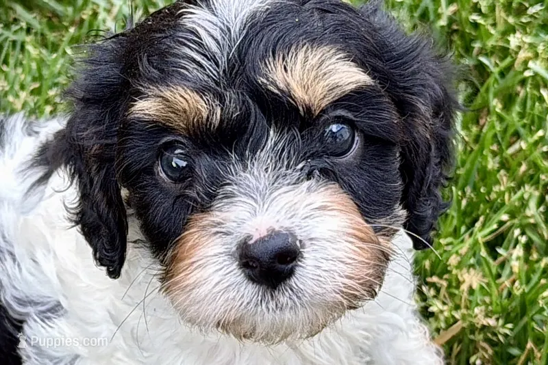 Frankie – Cavalier King Charles Spaniel, Poodle - Miniature  puppy for sale in Sturgis, MI