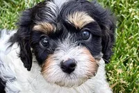Frankie, a male Cavalier King Charles Spaniel and Poodle - Miniature  for sale in Sturgis, MI – 1 of 10