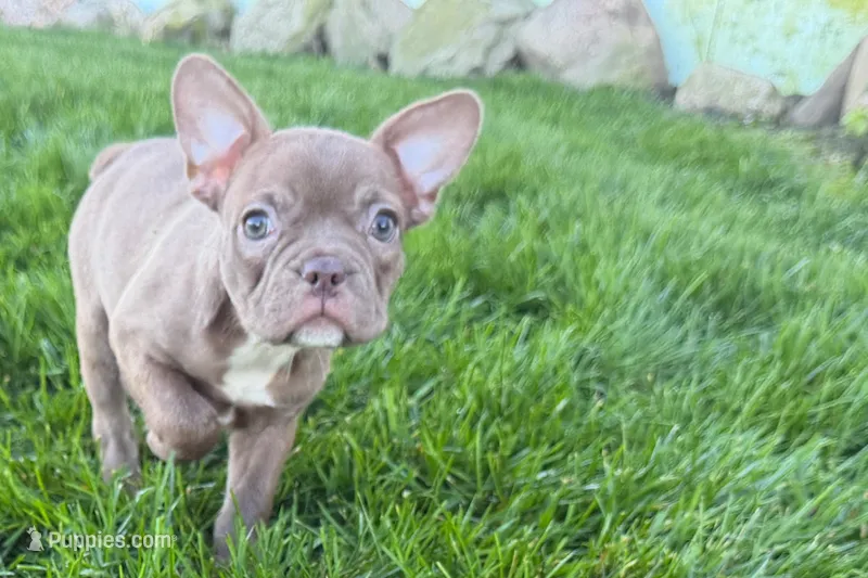 June  – Frenchton puppy for sale in Sturgis, MI