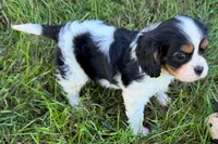 Emma, a female Cavalier King Charles Spaniel for sale in Sturgis, MI – 5 of 9