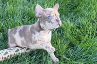 Jake, a male Frenchton for sale in Sturgis, MI – 4 of 10