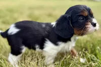 Isaac, a male Cavalier King Charles Spaniel for sale in Sturgis, MI – 10 of 10