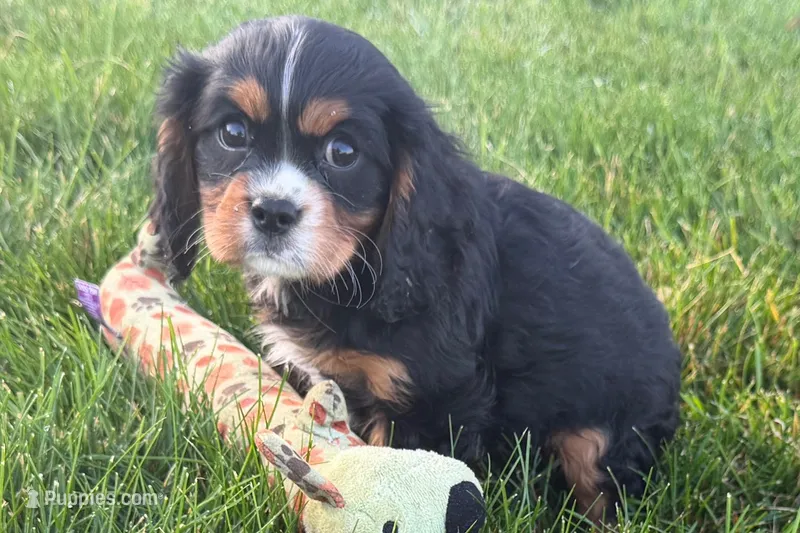 Major – Cavalier King Charles Spaniel puppy for sale in Sturgis, MI
