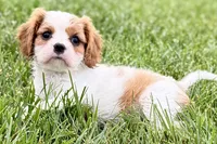 Violet, a female Cavalier King Charles Spaniel for sale in Sturgis, MI – 3 of 10