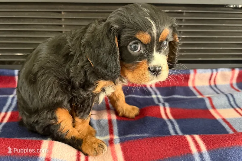 Major – Cavalier King Charles Spaniel puppy for sale in Sturgis, MI