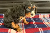 Major, a male Cavalier King Charles Spaniel for sale in Sturgis, MI – 1 of 10