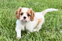 Violet, a female Cavalier King Charles Spaniel for sale in Sturgis, MI – 2 of 10