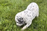 Larry, a male Dalmatian for sale in Sturgis, MI – 7 of 10