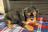 Mikey, a male Cavalier King Charles Spaniel for sale in Sturgis, MI – 9 of 9