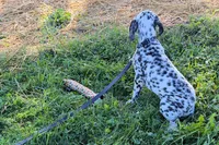 Lavon, a male Dalmatian for sale in Sturgis, MI – 8 of 10