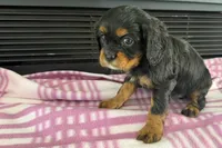 Maura, a female Cavalier King Charles Spaniel for sale in Sturgis, MI – 2 of 10