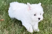 Oscar, a male Maltese for sale in Sturgis, MI – 2 of 10